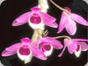 Dendrobium parishii